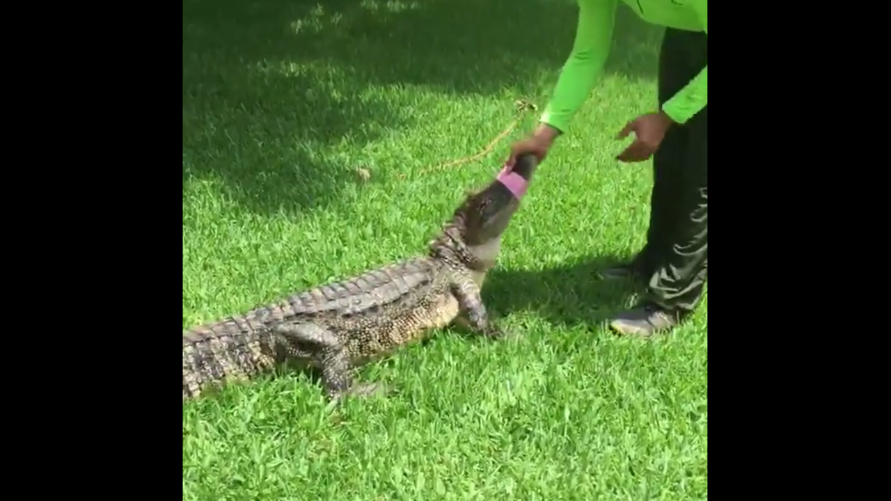 7foot alligator caught in Missouri City backyard